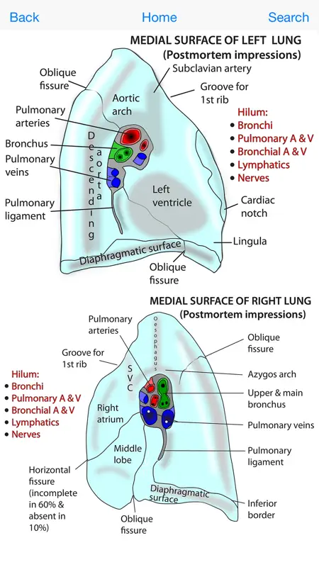 Instant Anatomy Flash Cards screenshot 4 of 4