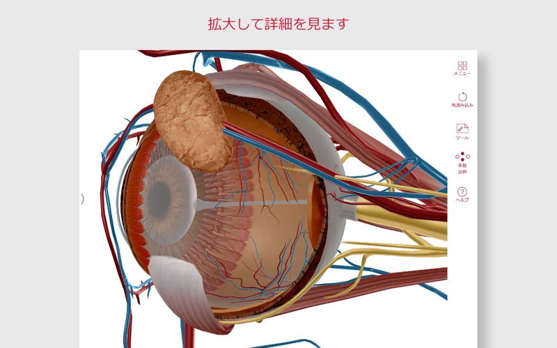 解剖学的構造と生理学スクリーンショット