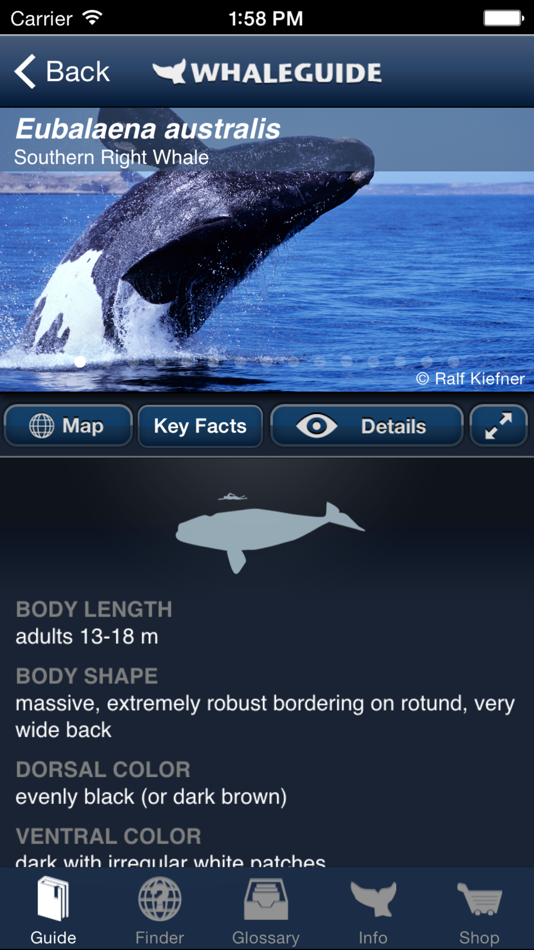 #2. WhaleGuide for iPhone (iOS) بواسطة: Ralf Kiefner