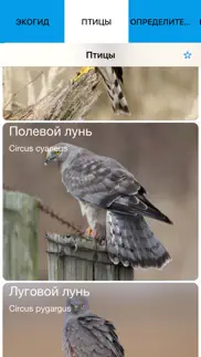 Экогид - Птицы айфон картинки 1