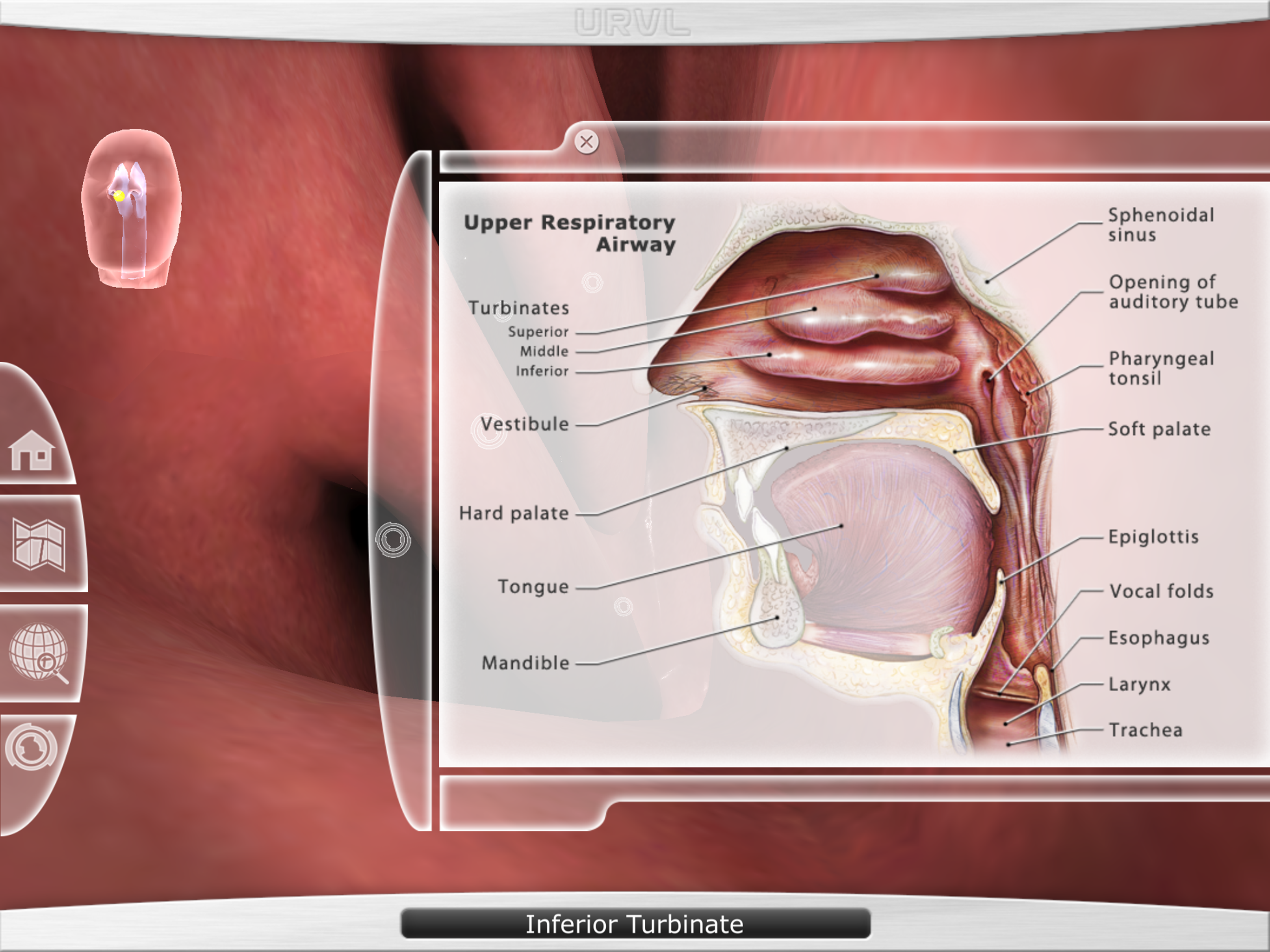 Upper Respiratory Virtual Lab screenshot 3