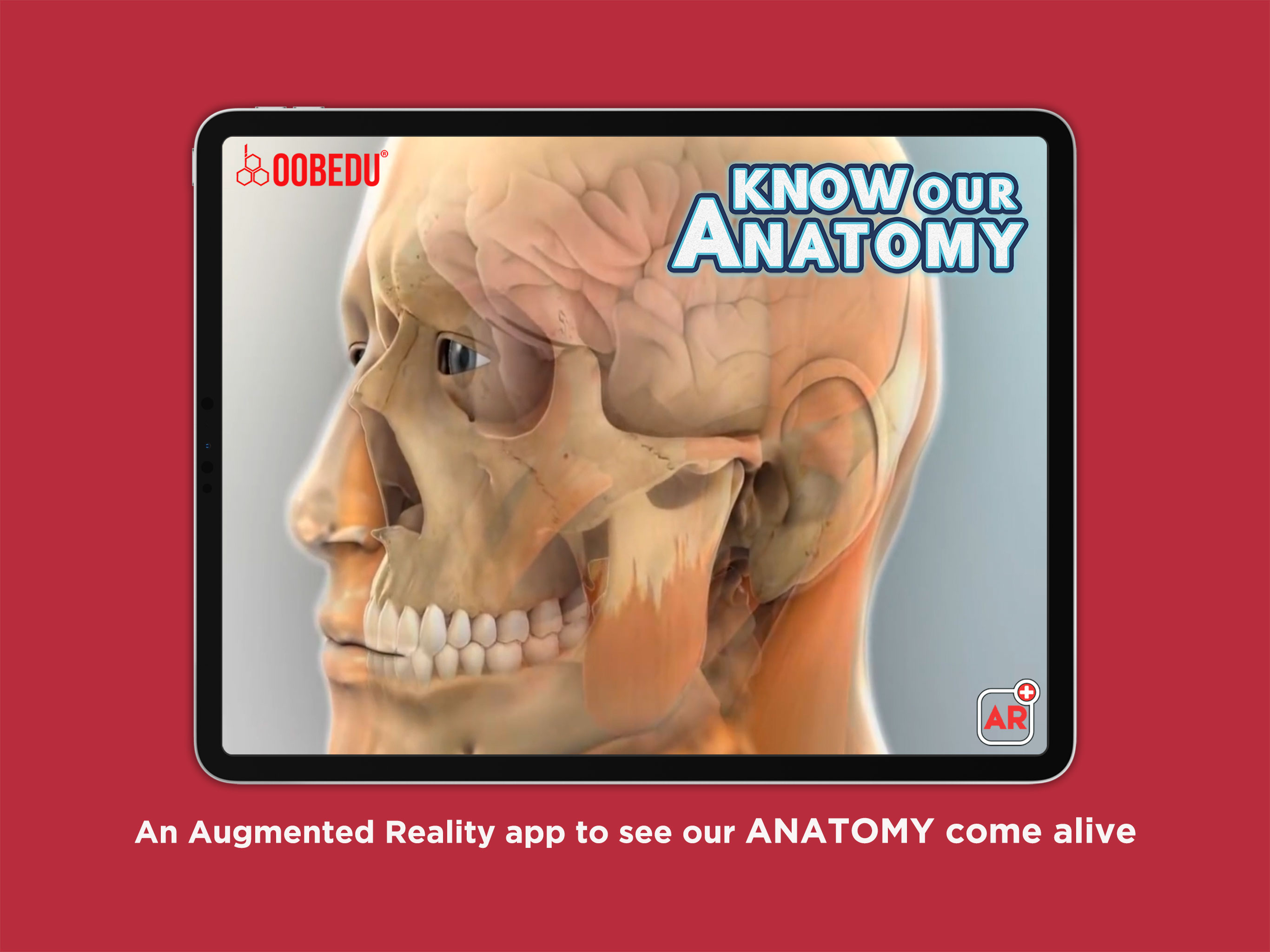 Know our Anatomy by OOBEDU