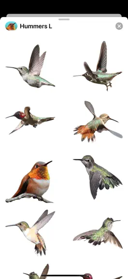 Game screenshot Hummingbirds - Large (Retina) hack