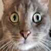 Kitter: Live Cat Pics - iPadアプリ