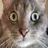 Kitter: Live Cat Pics negative reviews, comments