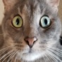 Kitter: Live Cat Pics app download