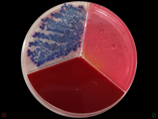 Screenshot #5 pour Vetorapid