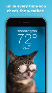 lil bub cat weather report problems & solutions and troubleshooting guide - 4