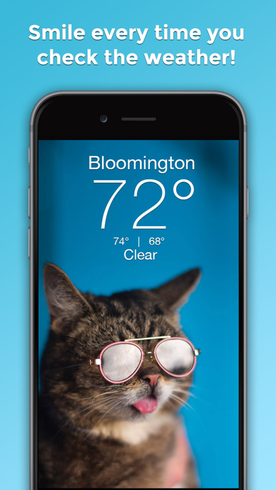 Lil BUB Cat Weather Report Screenshot