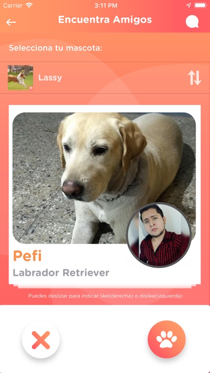 Petify. Love for Pets