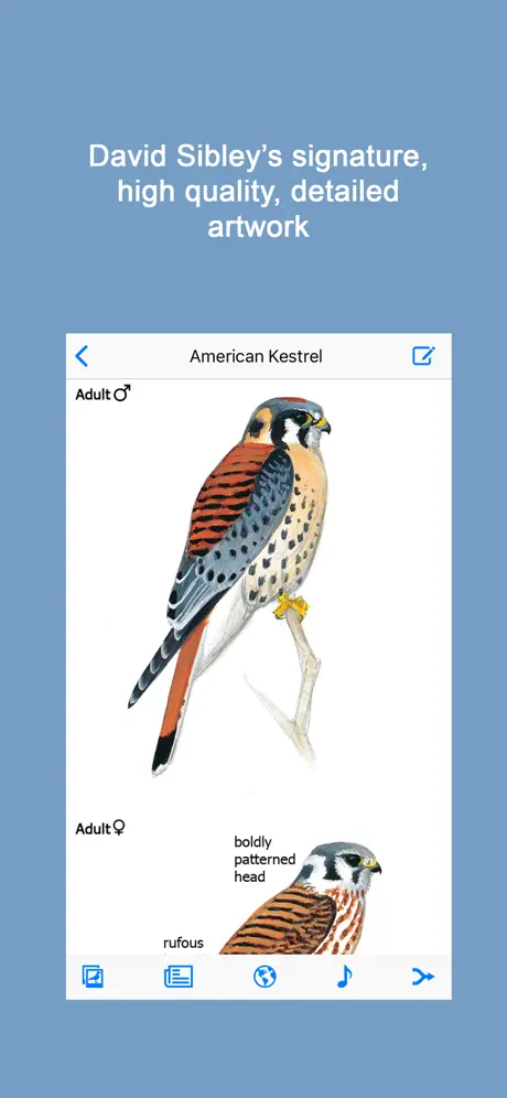 Sibley Birds 2nd Edition