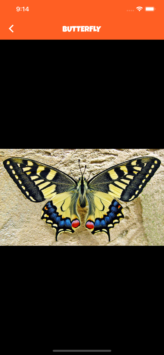 Animal Kingdom wildlife