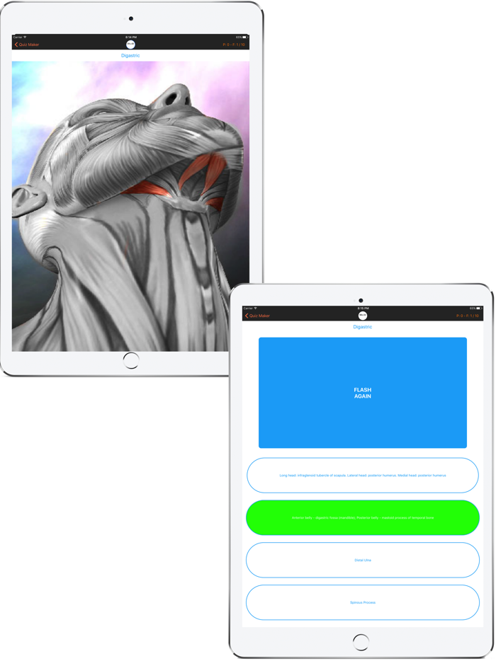 Muscles Quiz  Reference