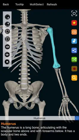 Game screenshot Anatomy Now hack