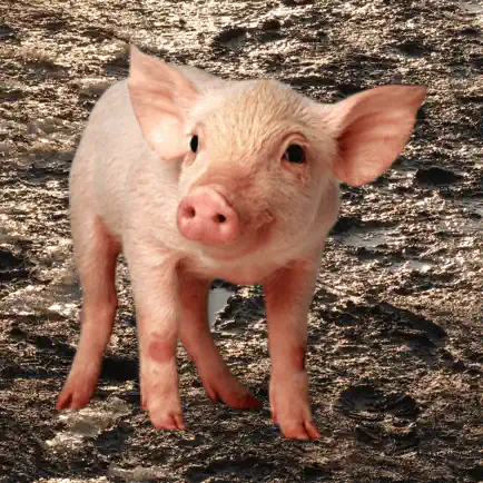 Oink - Pig Sounds Cheats