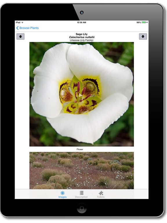 Screenshot #5 pour Flora of the Wasatch