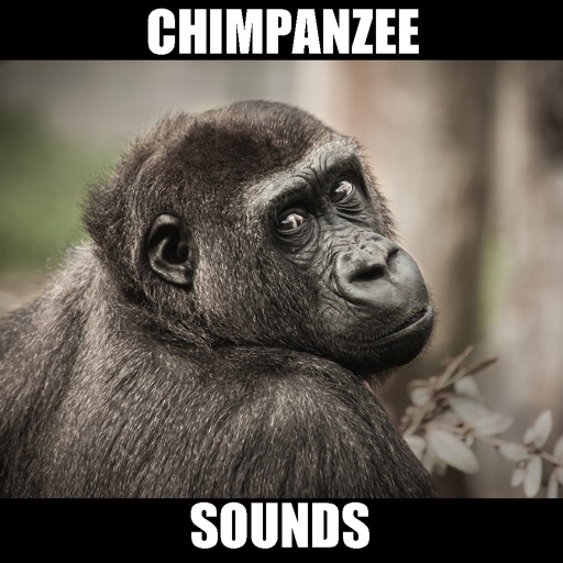 Real Chimpanzee Sounds icon