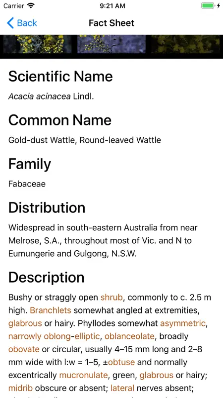 Wattle - Acacias of Australia screenshot 6 of 6