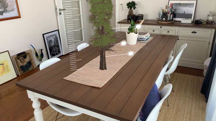 Coast Redwood Canopy