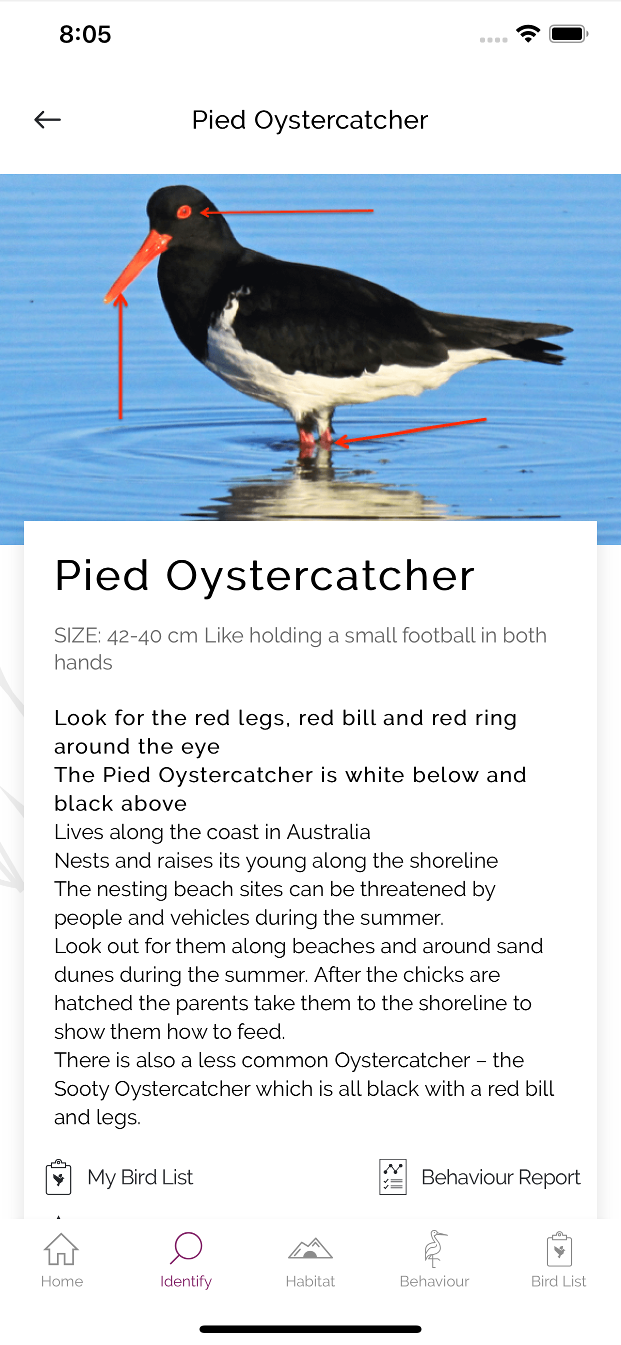 My Shorebird Watcher