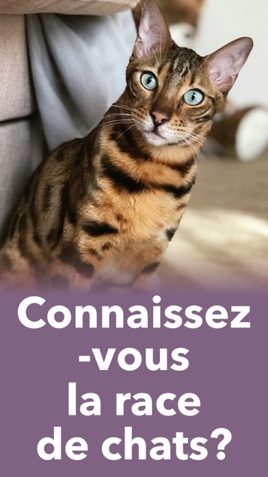 Screenshot #1 pour Chat Jeu Pour - Jeux d animaux