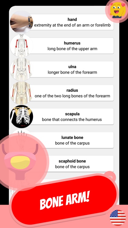 ANATOMY & SKELETON Quiz by Rico Saage