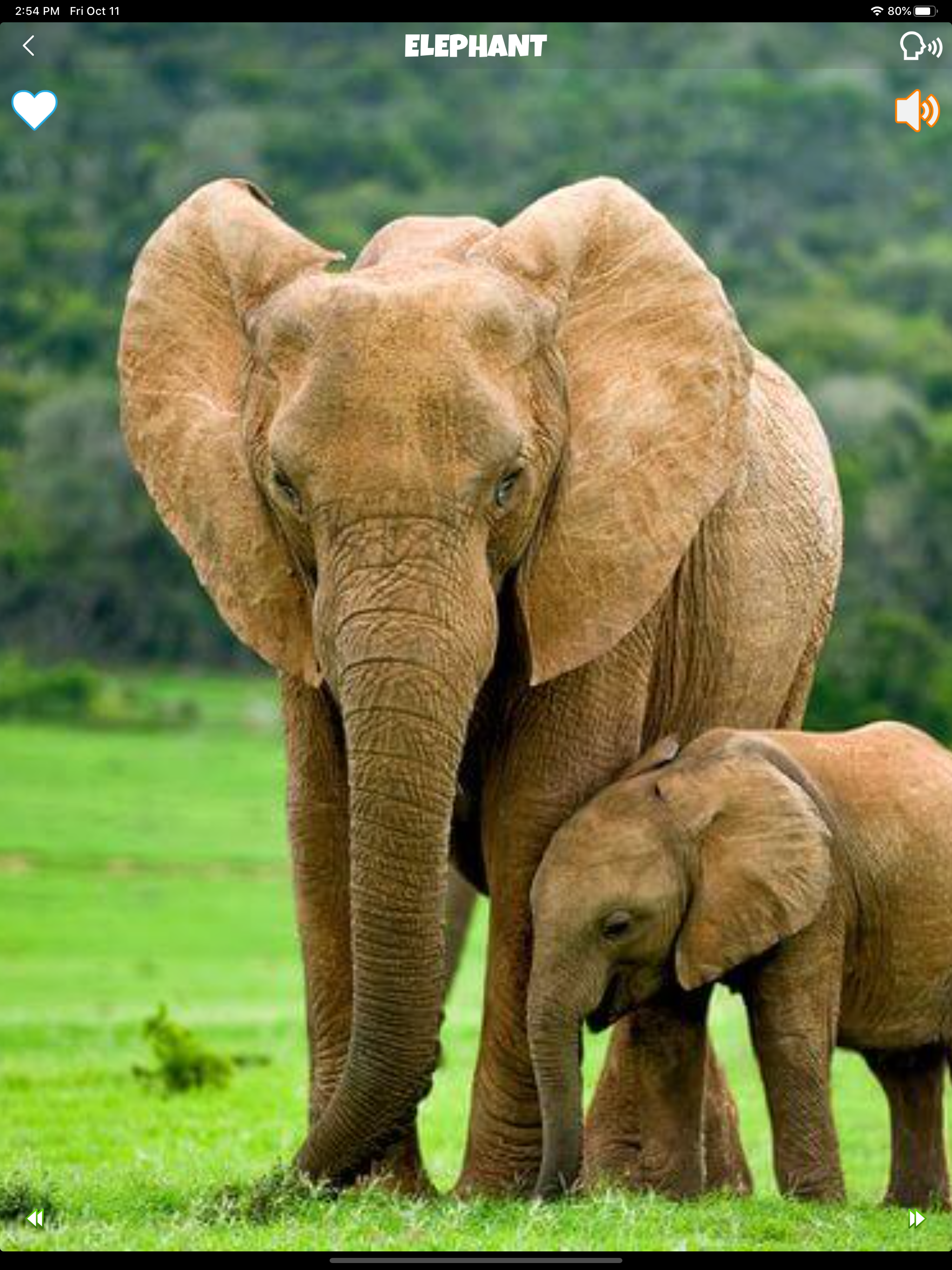 Animal Sounds for Kids Lite! screenshot 13