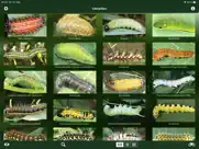 caterpillar id usa east coast ipad capturas de pantalla 2