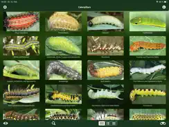 Caterpillar Id USA East Coast iPad image 2