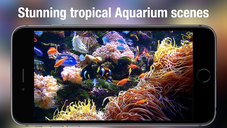 Aquarium Live HD+