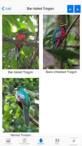 Birds of Africa screenshot