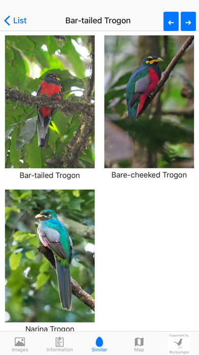 Birds of Africa Screenshot