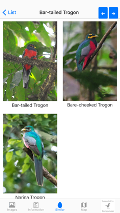 Birds of Africa screenshot 6