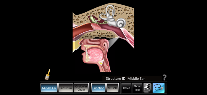 Middle Ear ID