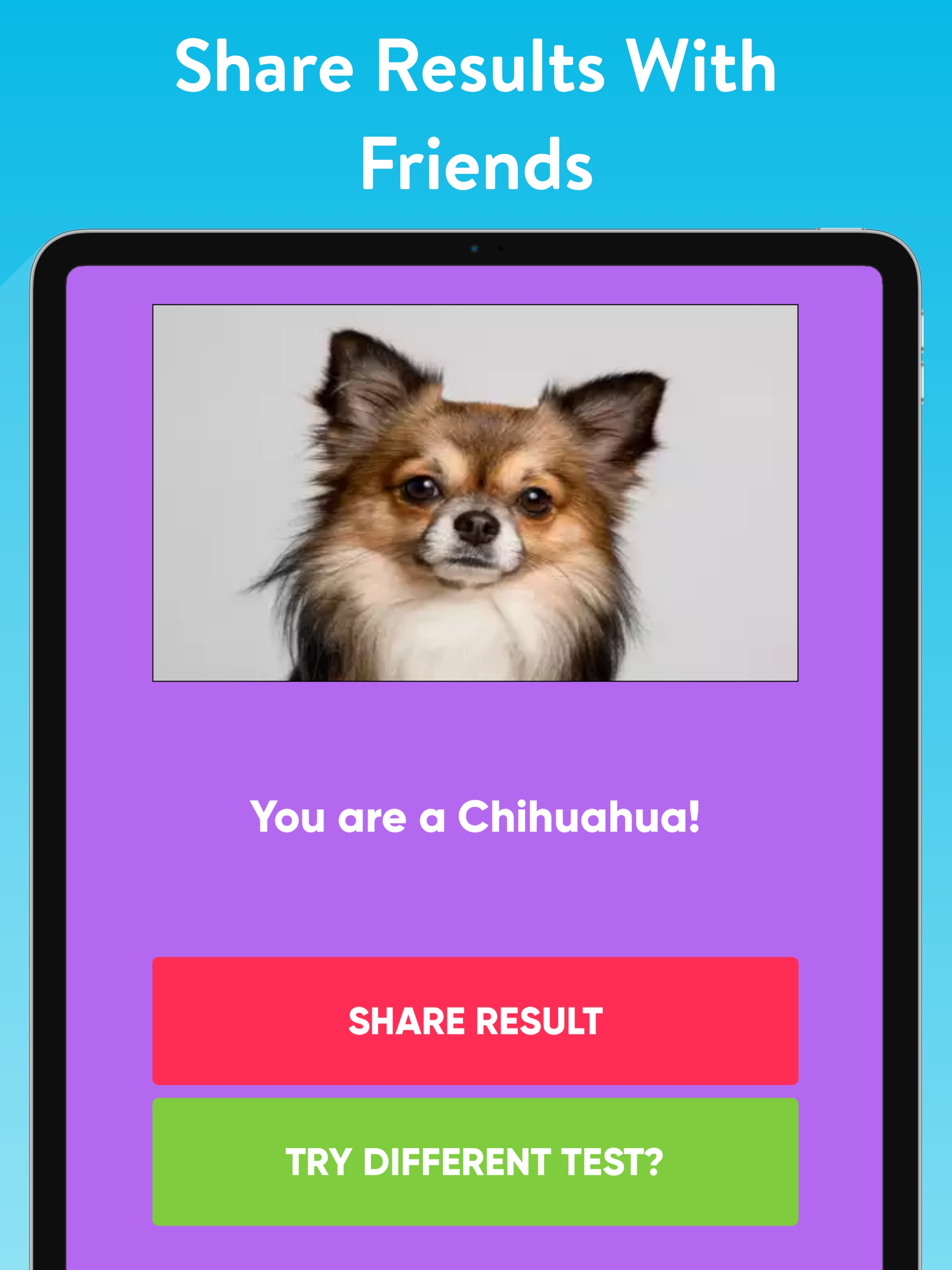 What Type Of Dog Are You?