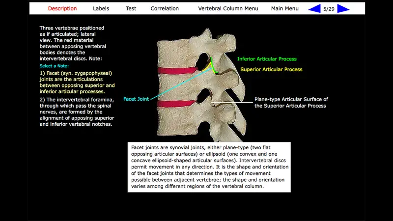 Human Skeleton: Gross Anatomy screenshot 2 of 10
