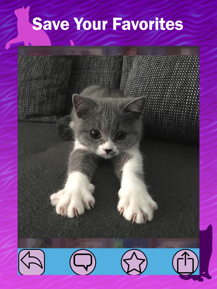 Kitter Live Cat Pics