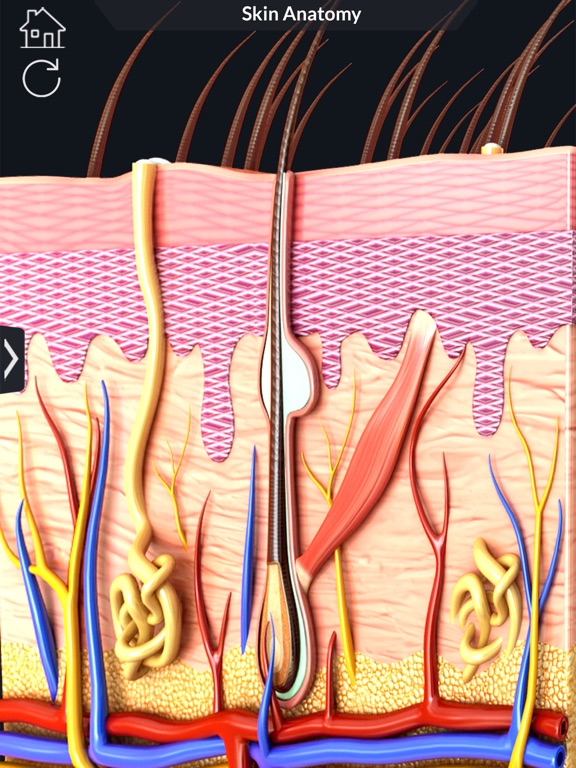My Skin Anatomy iPad screenshot 8 - Medical app