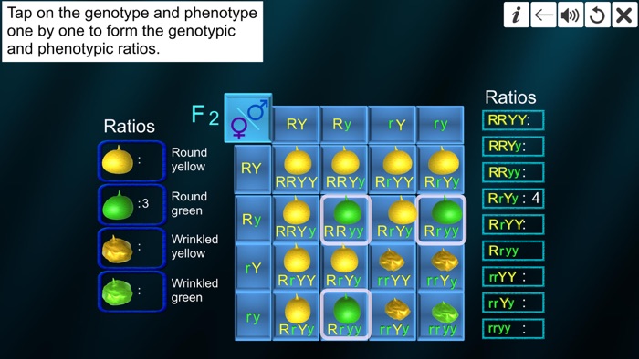 Dihybrid cross