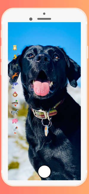 KIKO & QUINN - Pet Pics(圖2)-速報App