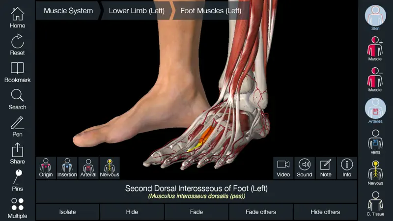 Essential Anatomy 5 screenshot 4 of 5