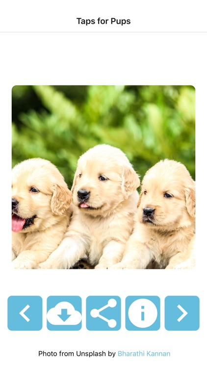 TapsForPups: Cute Dog Pictures