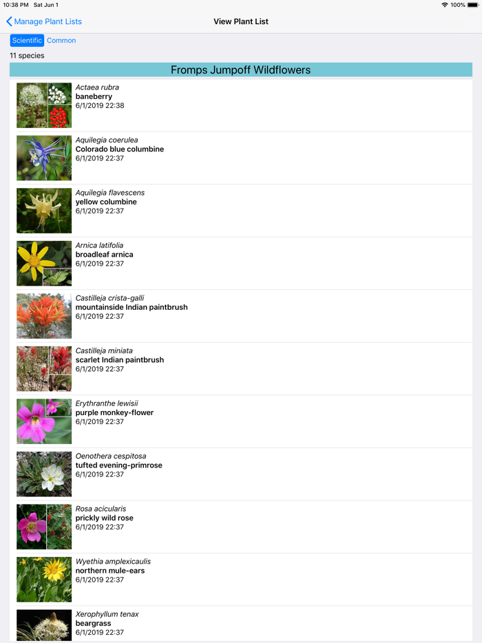 Yellowstone Wildflowers