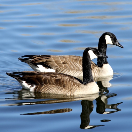 Canadian Birds