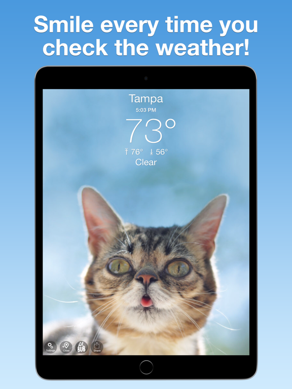 Screenshot #4 pour Lil BUB Cat Weather Report