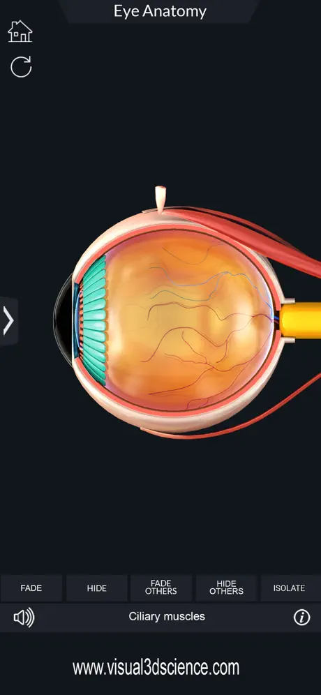 My Eye Anatomy