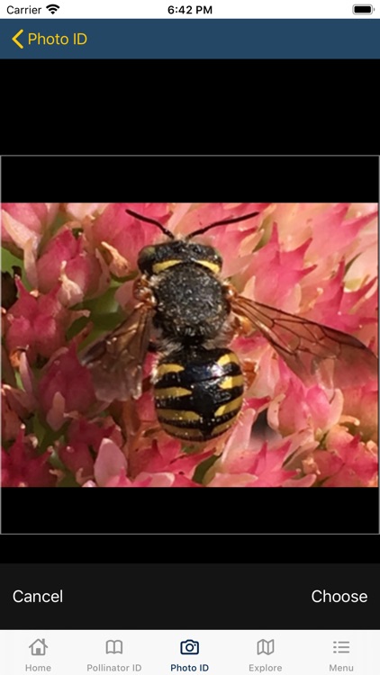 PolliNation ID screenshot-6
