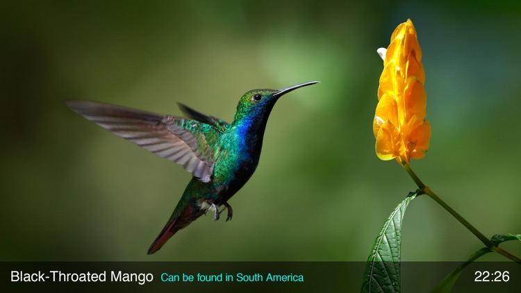 Live Gallery screenshot-3