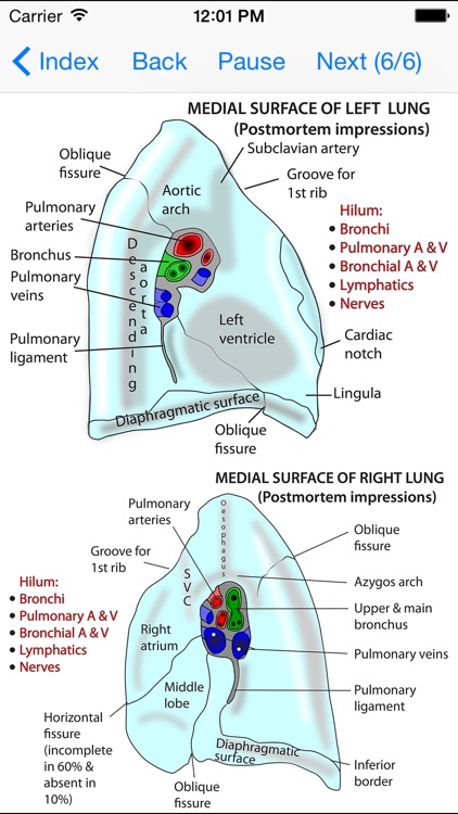 Anatomy Thorax and Abdomen