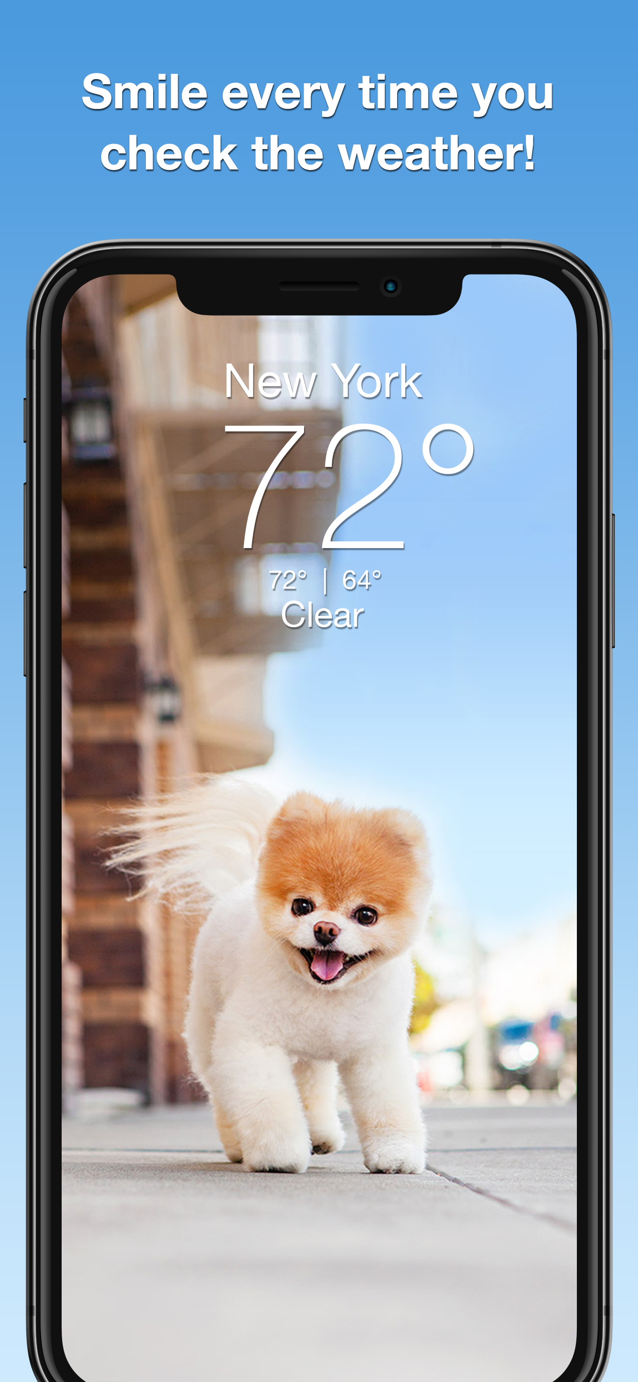 Boo Weather: Pomeranian Puppy